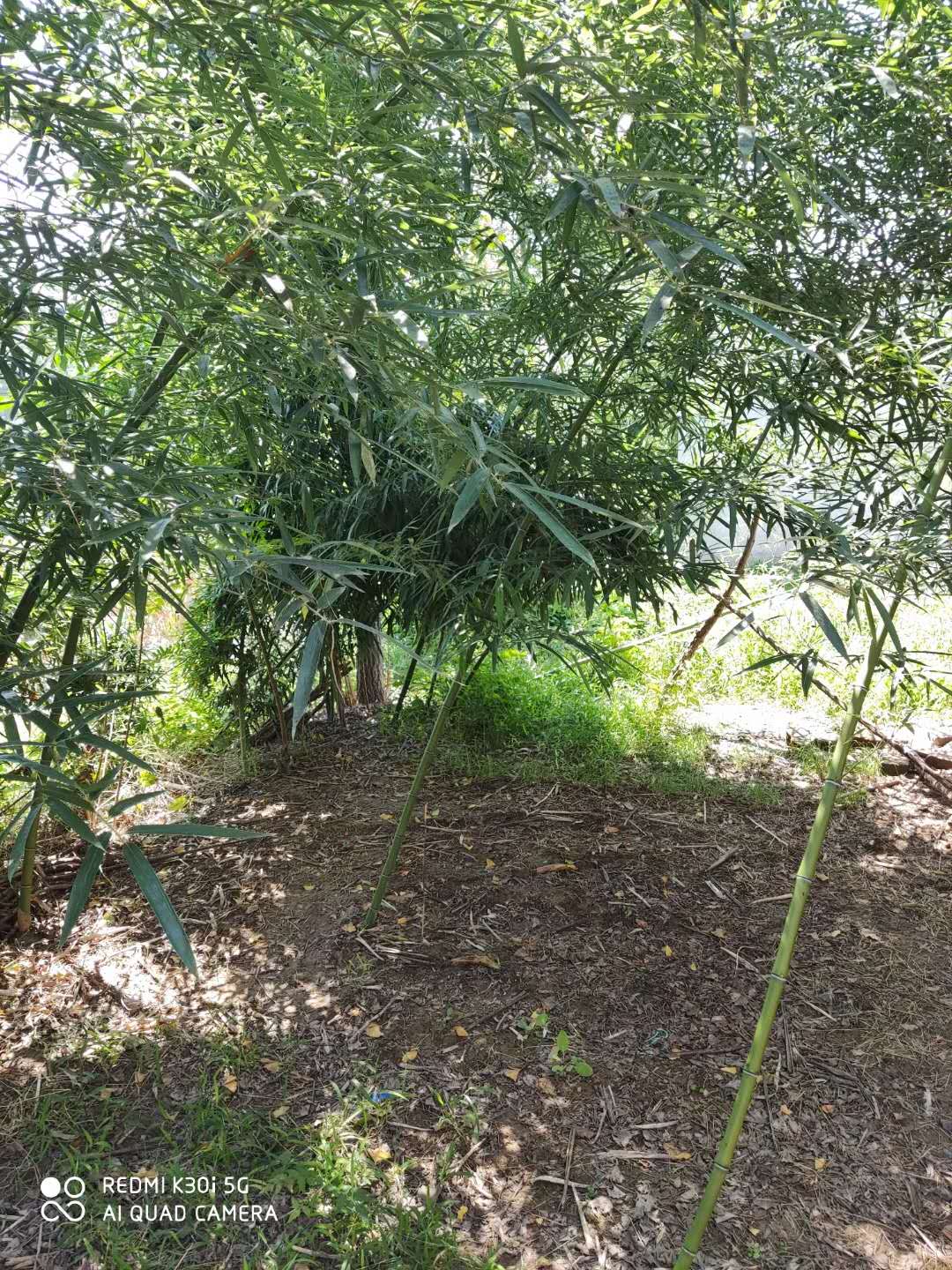 老家墙外的风景线（作者： 徐善义）