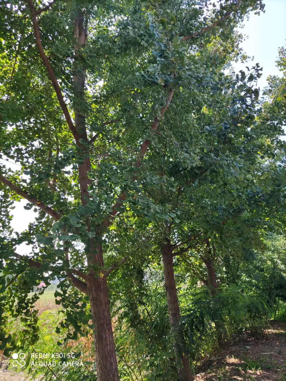 老家墙外的风景线（作者： 徐善义）