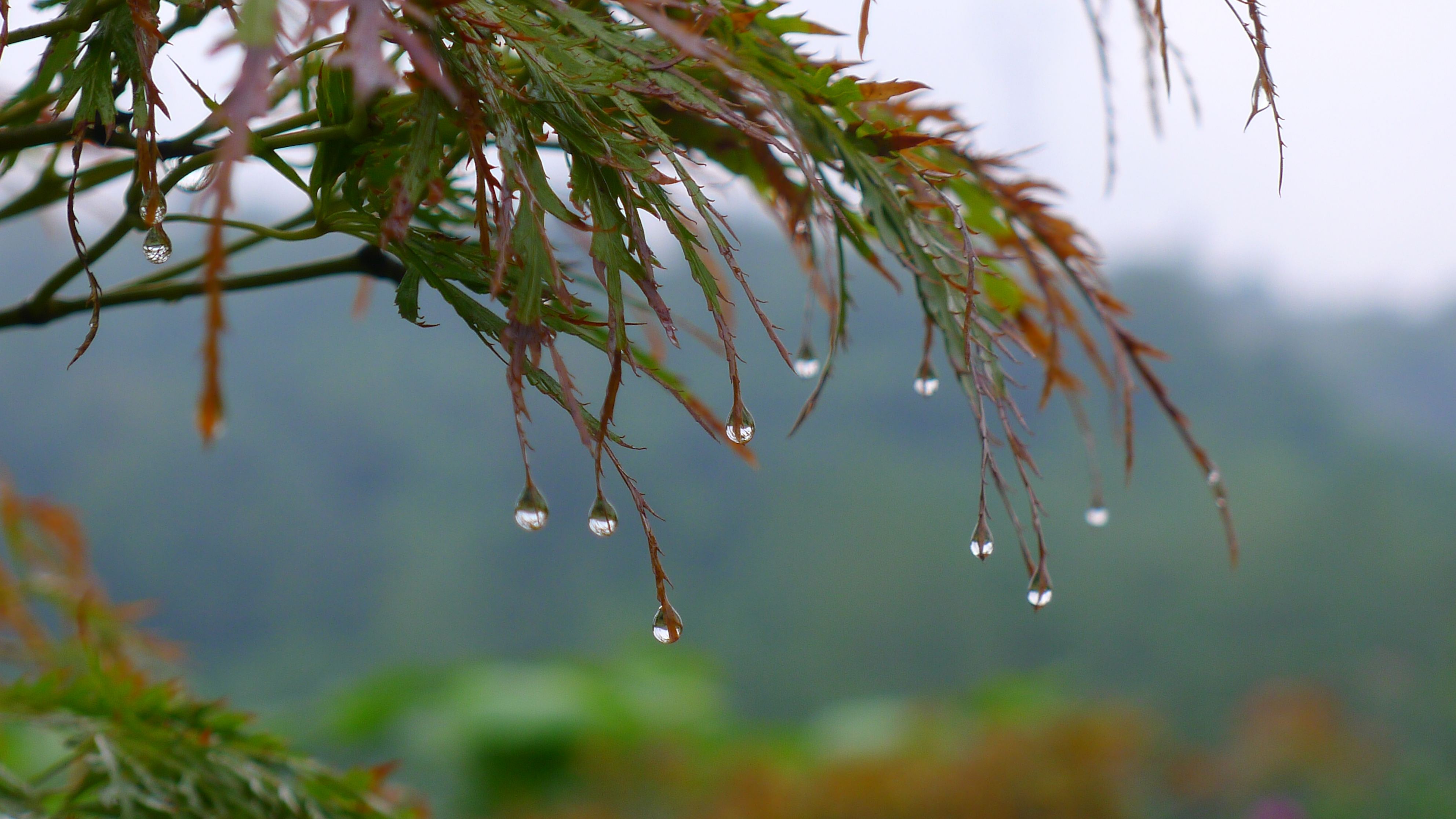 秋雨（作者：申卫兰）