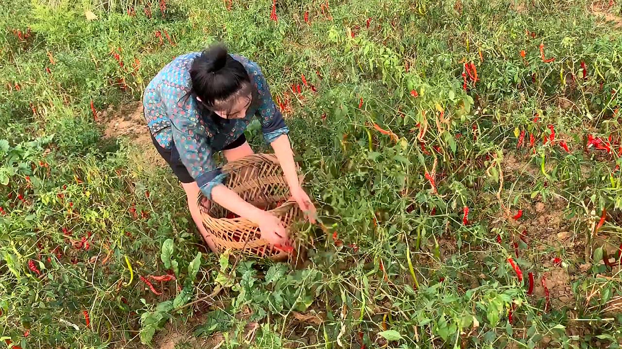 新玉凤：小说连载（作者：陈志宏）