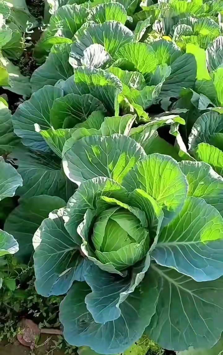 我和张恒成老师：连载34-37节（作者：陈志宏）