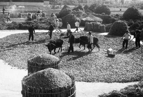 徐景洲知青日记（1975.10.15-17）：夜战、团结