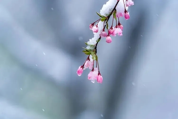 【游子心语】故乡的春雪 | 作者 刘家鸿