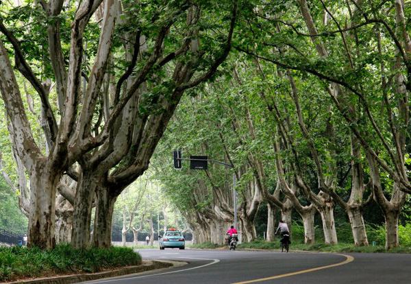 心恋：小说连载（作者：黄兴洲）