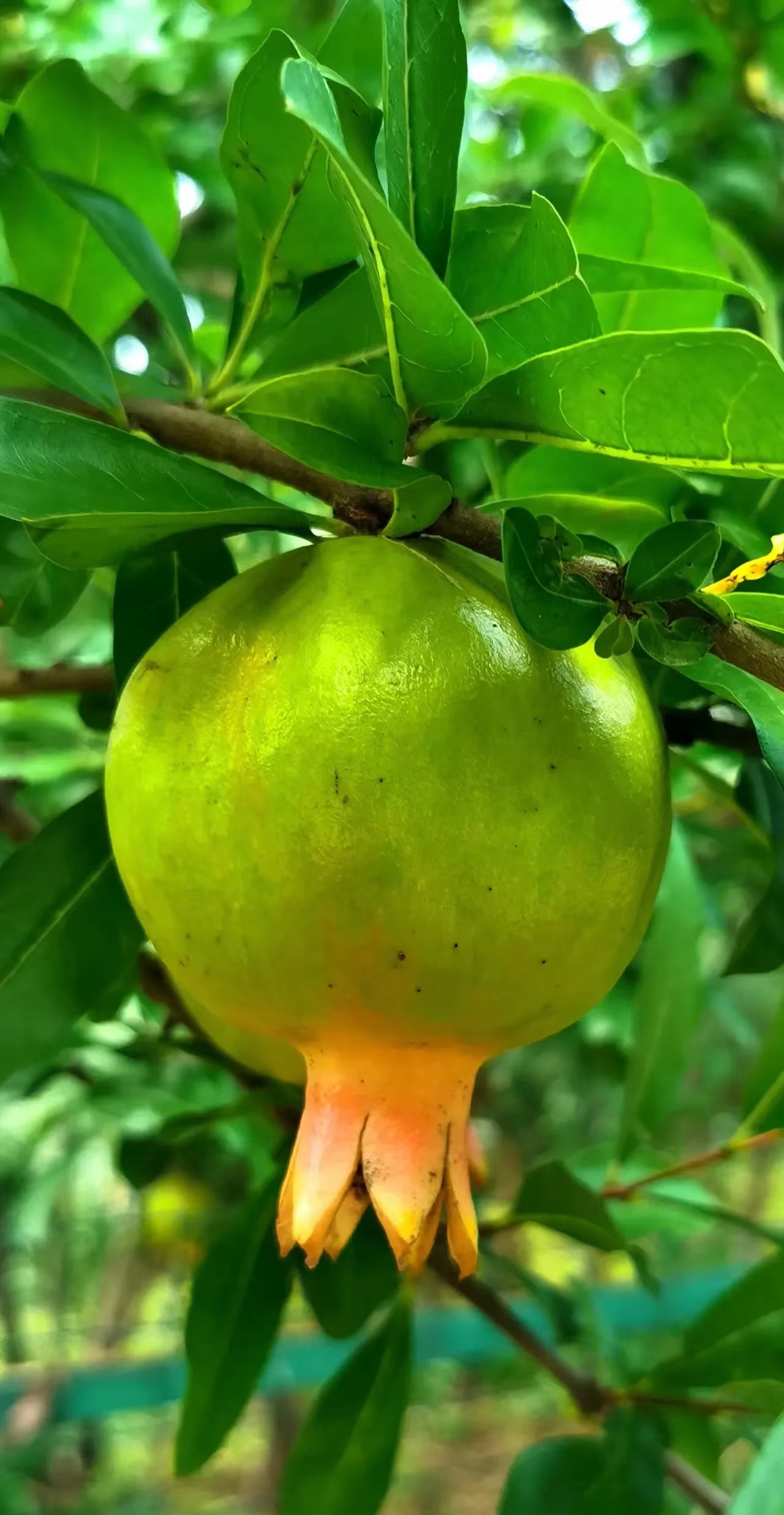 乡情：小说连载（作者：陈志宏）