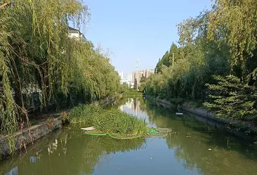 邳州李口大沟有鱼了/作者 王以太