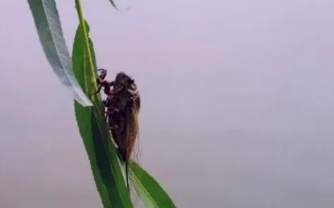 晚风徐徐而来(作者：邹武)