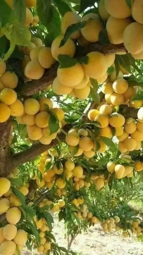 梨花峪：小说连载（作者：刘善明）