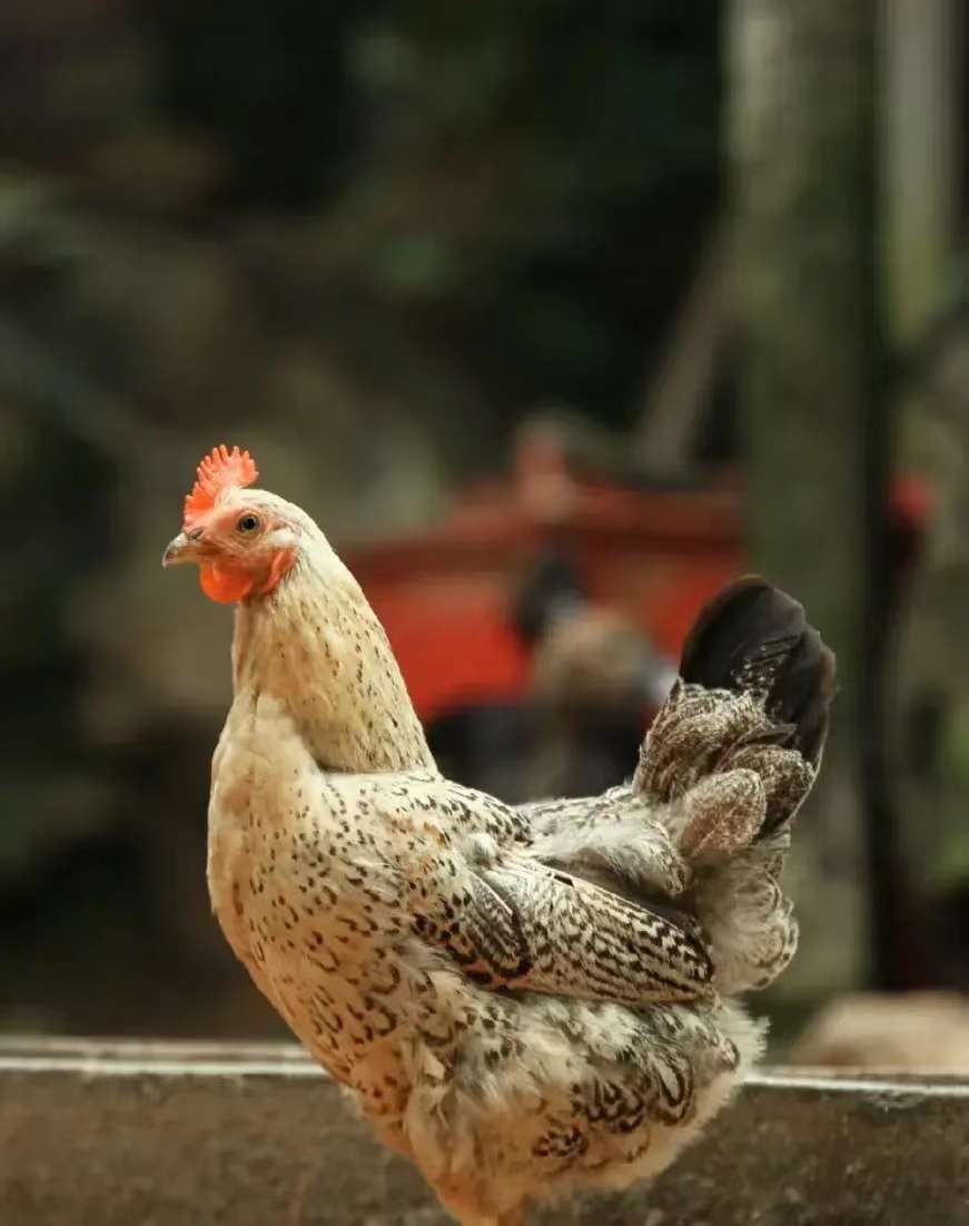 离婚：小说连载（作者：陈志宏）