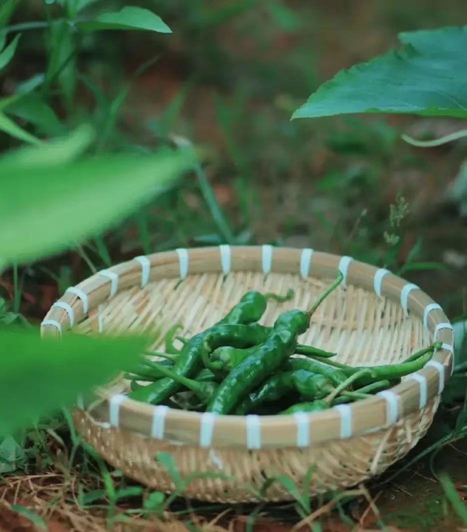 雅荷悲欢：小说连载（作者：黄兴洲）