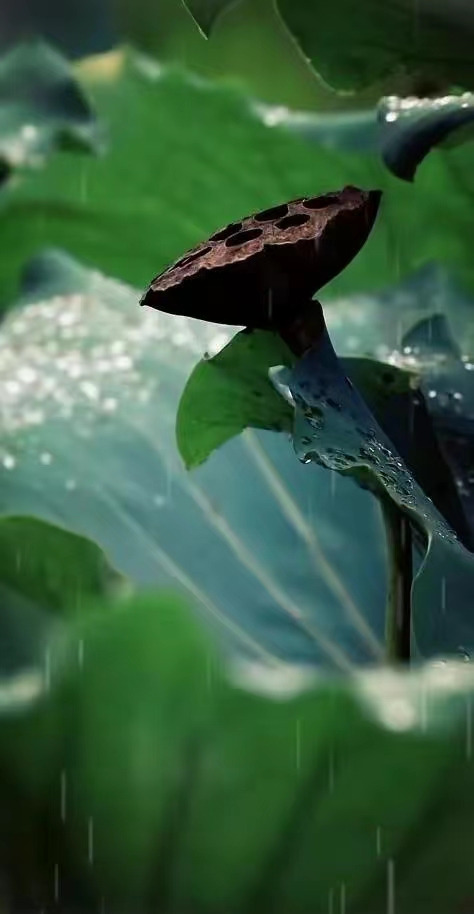 二坝观荷：谭大海