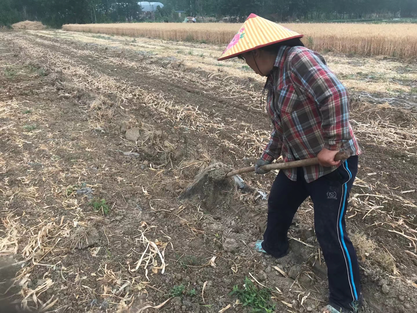 放心吧，丈夫！土地和孩子我一起经营（ 作者：邹芬）