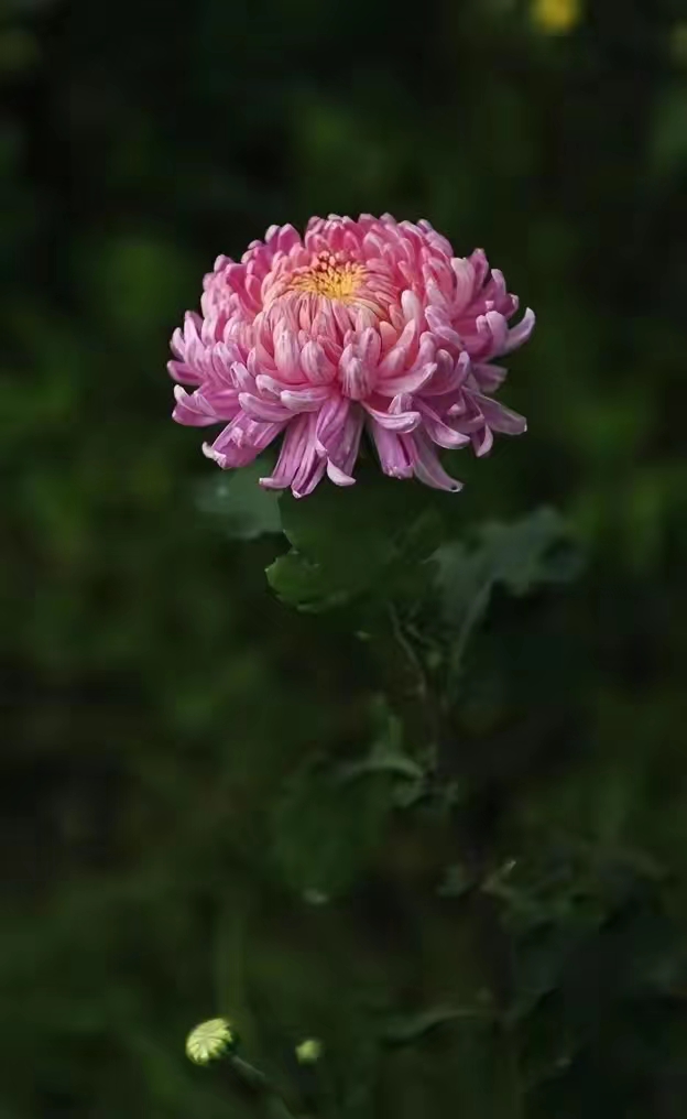 七绝 •秋（作者：邹蕾）