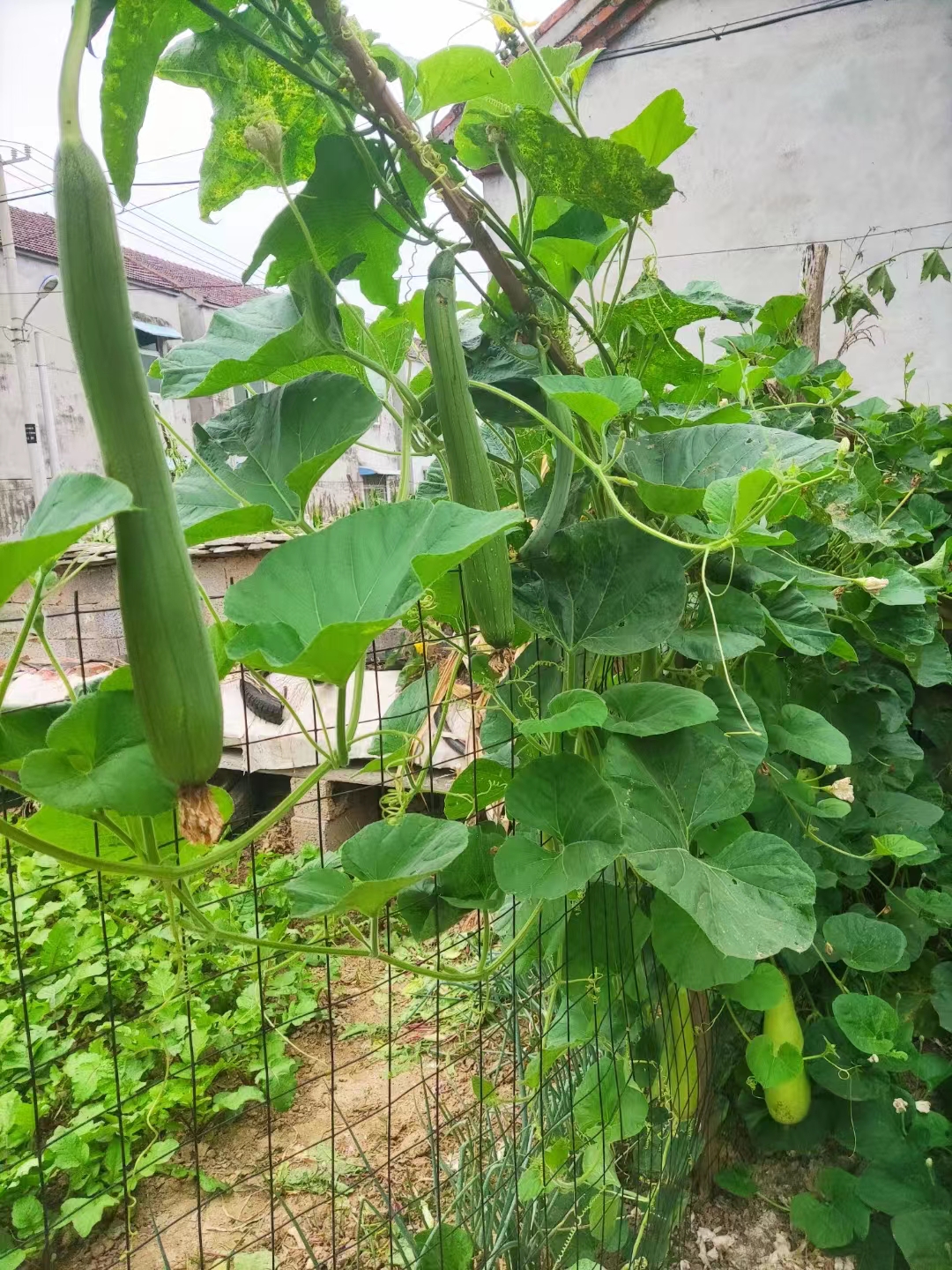 离婚：小说连载（作者：陈志宏）