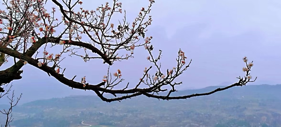 杏花岭：小说连载（作者：山民）