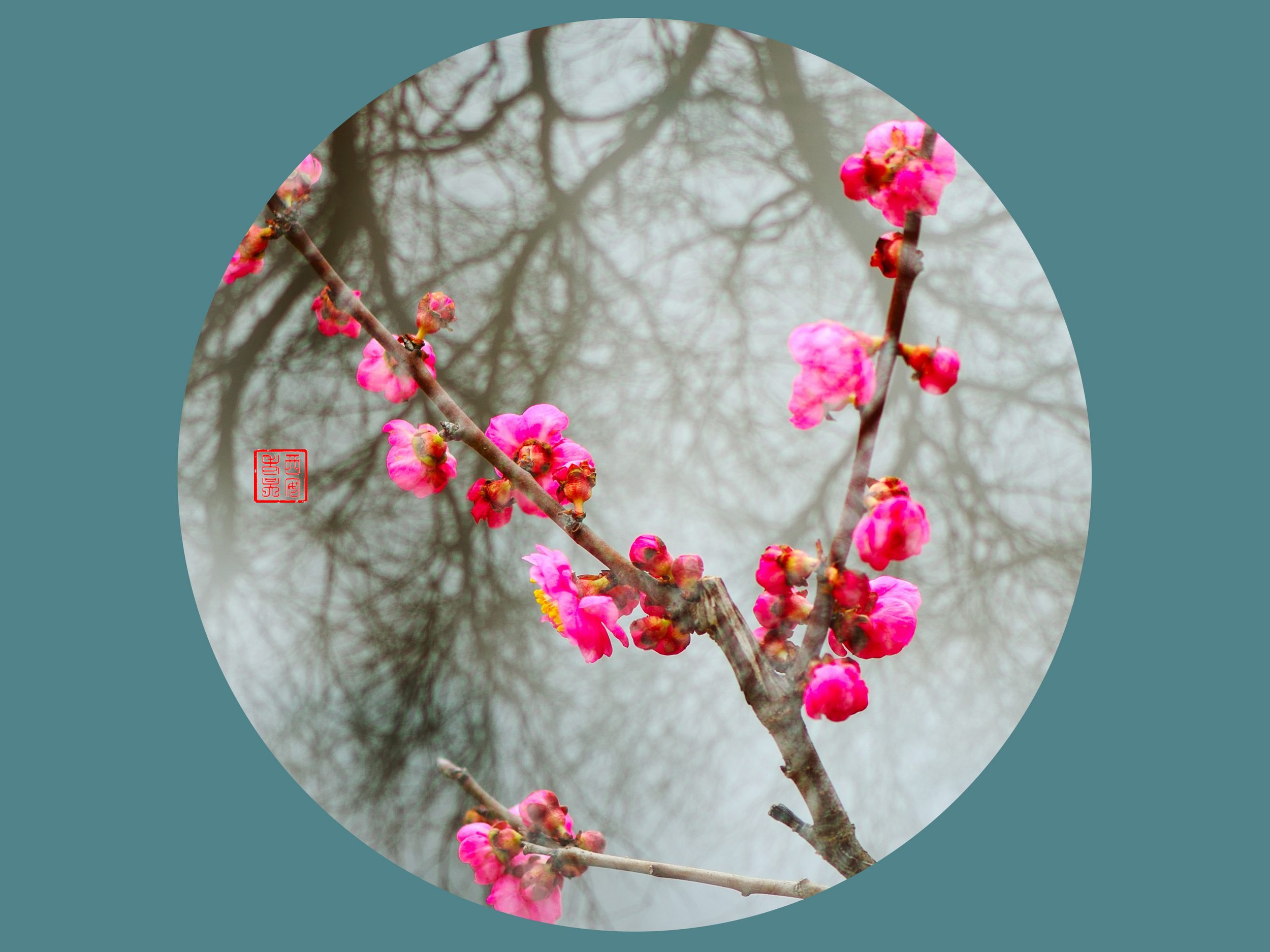 七律.咏梅 ：文/吴沐瑶