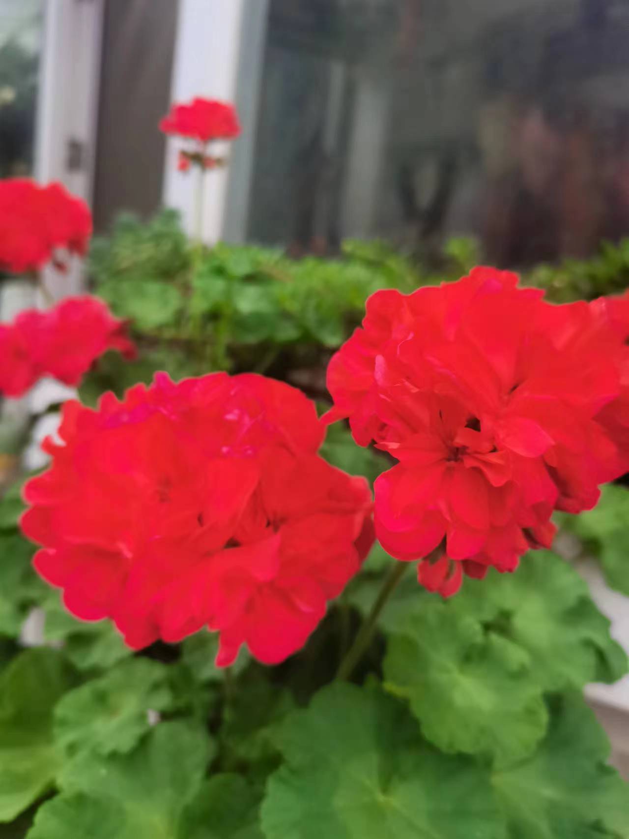夏之韵（八）  咏天竺葵有思（作者：胡振遐）