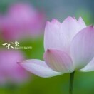 静若繁花413的头像