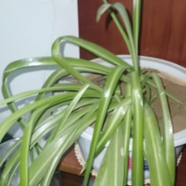 马的头像