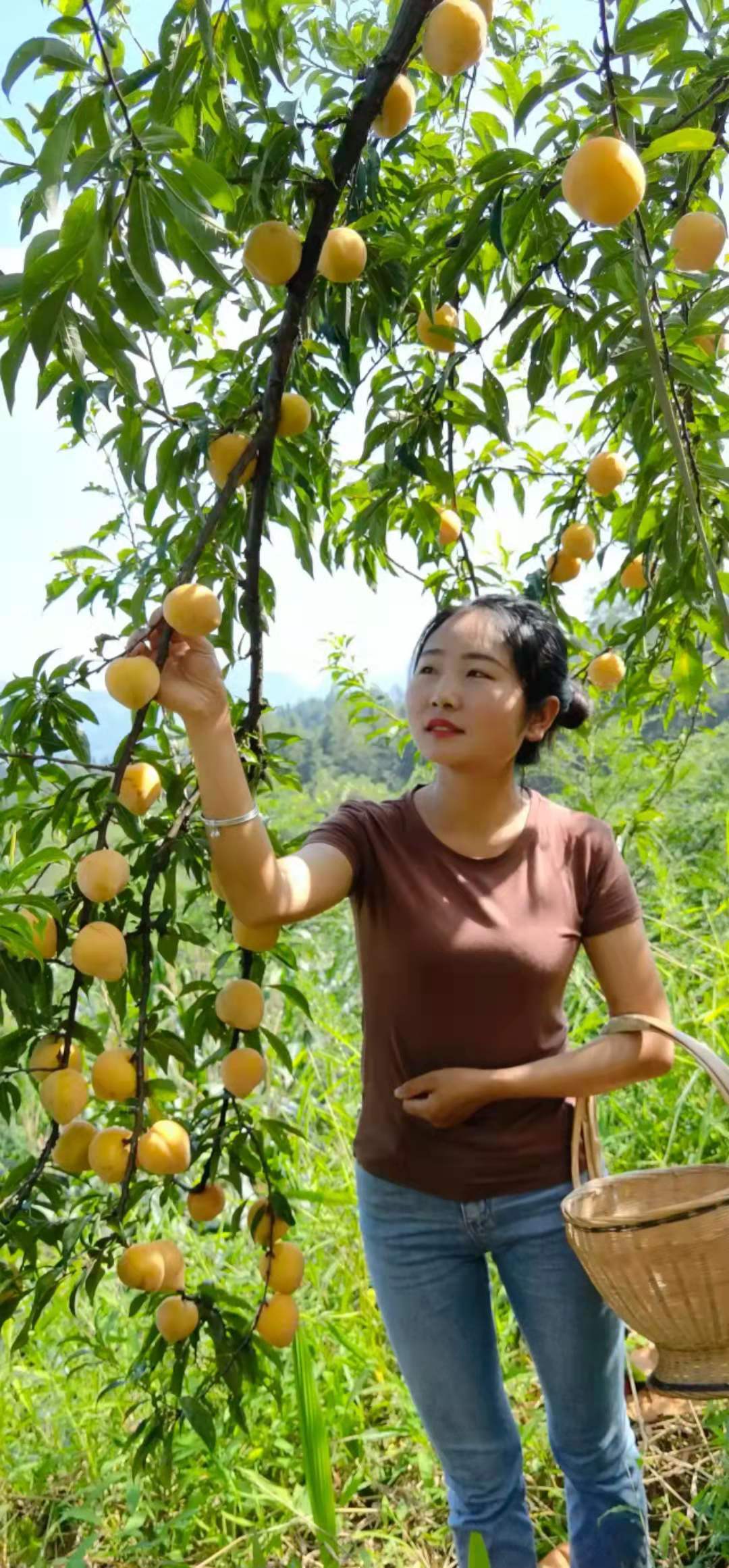 人月圆.秋夜 ：外一首（作者： 采菊东篱下）邳州文化网