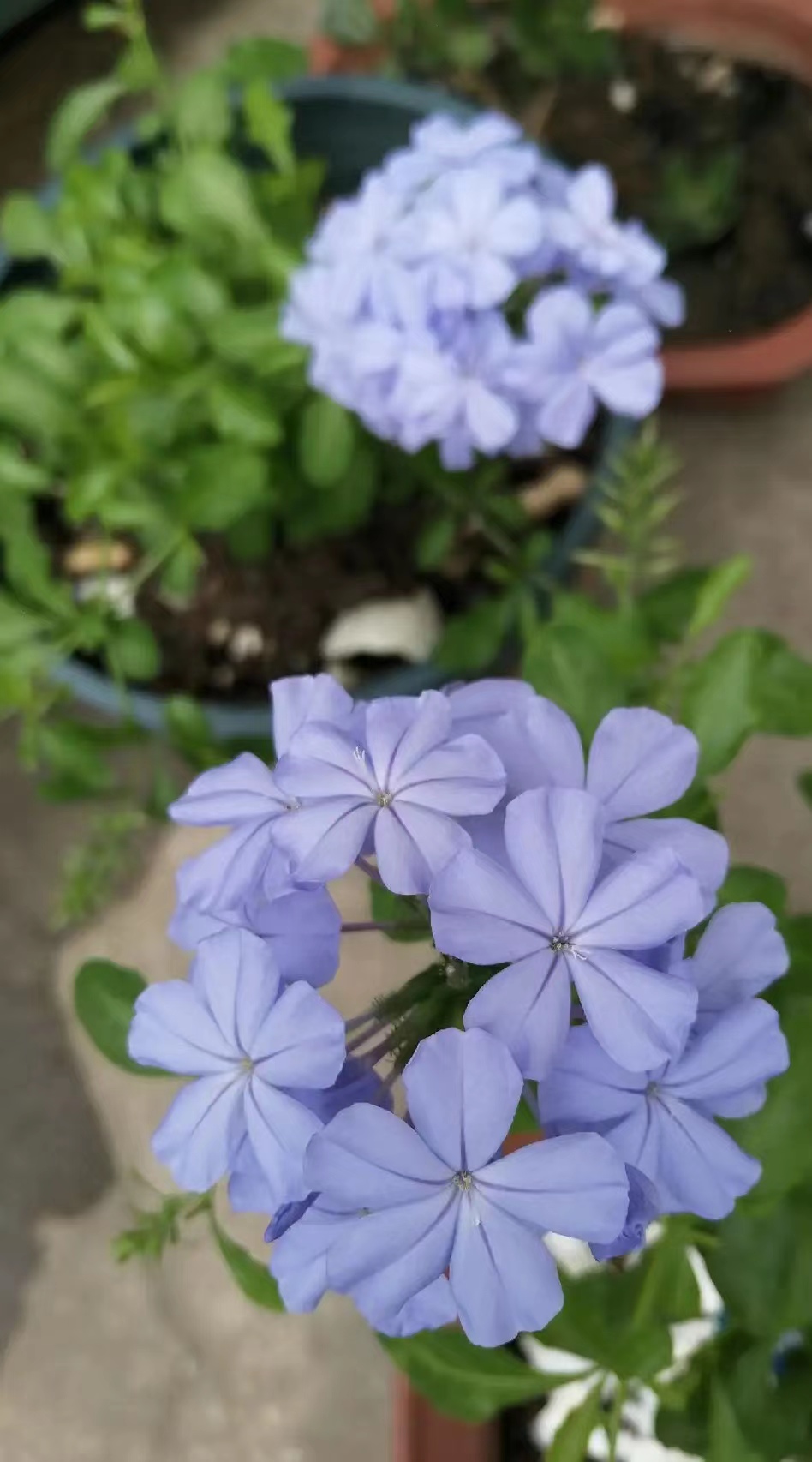 盈盈含情 ：文/琴君兰波