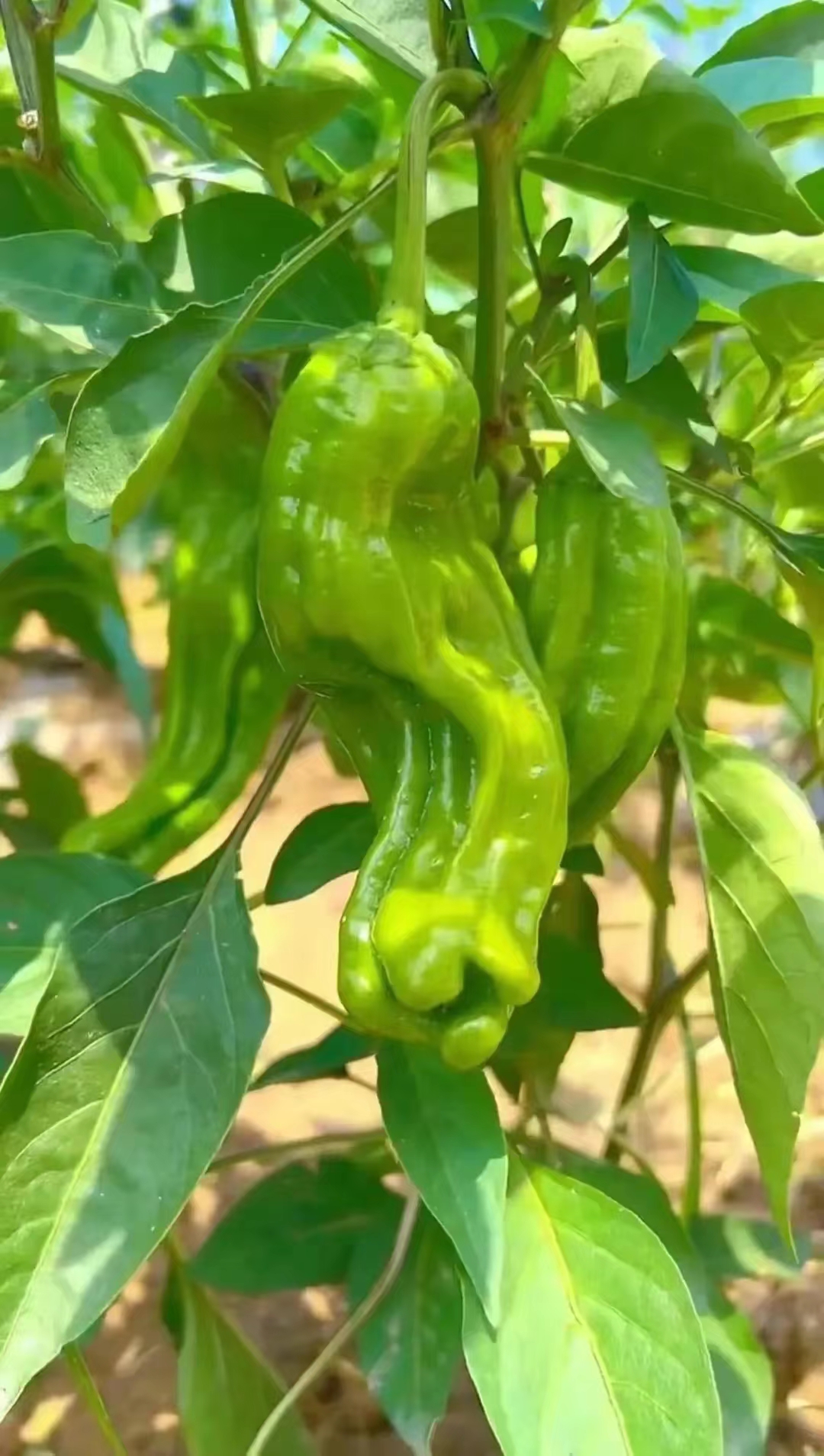 卖青菜的老妇 （作者：黄兴洲）