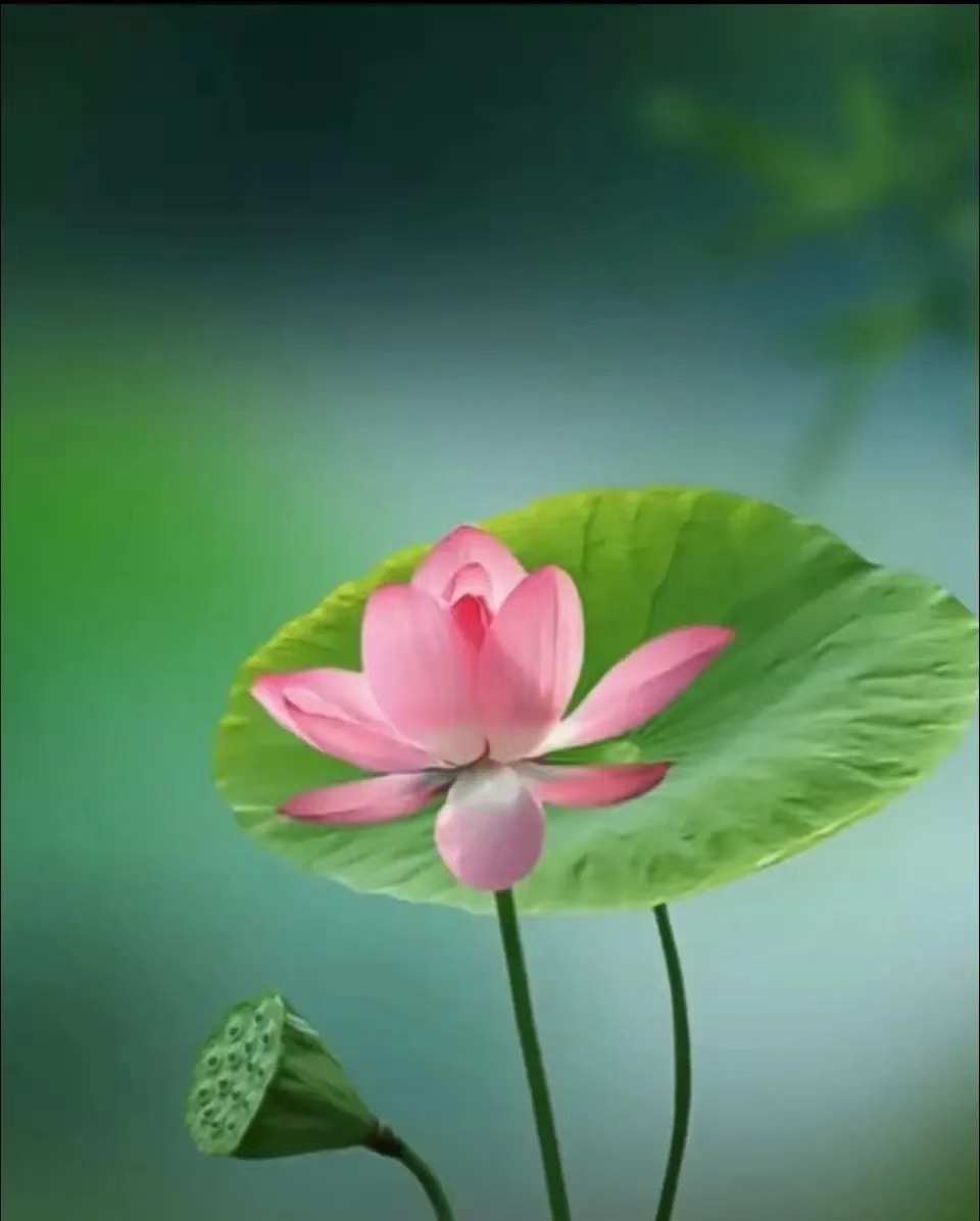 荷花为什么被公认为盛夏花卉的C位？：科普中国