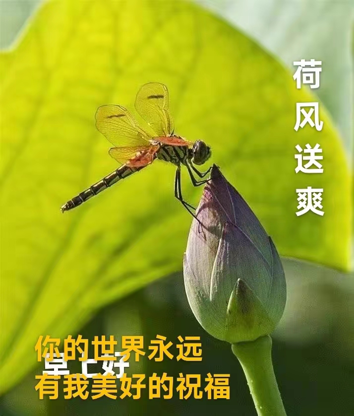 诗四首