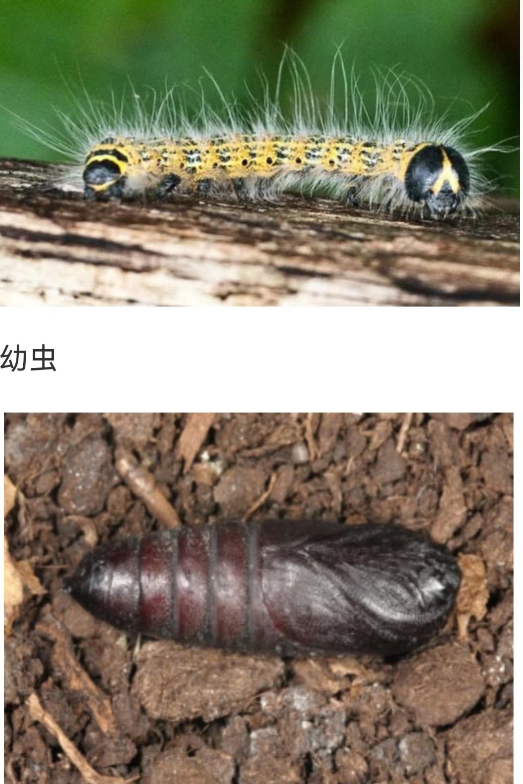 注意这个活着的“小木棍”！生物界的“伪装大师”到底有多厉害？：科普中国