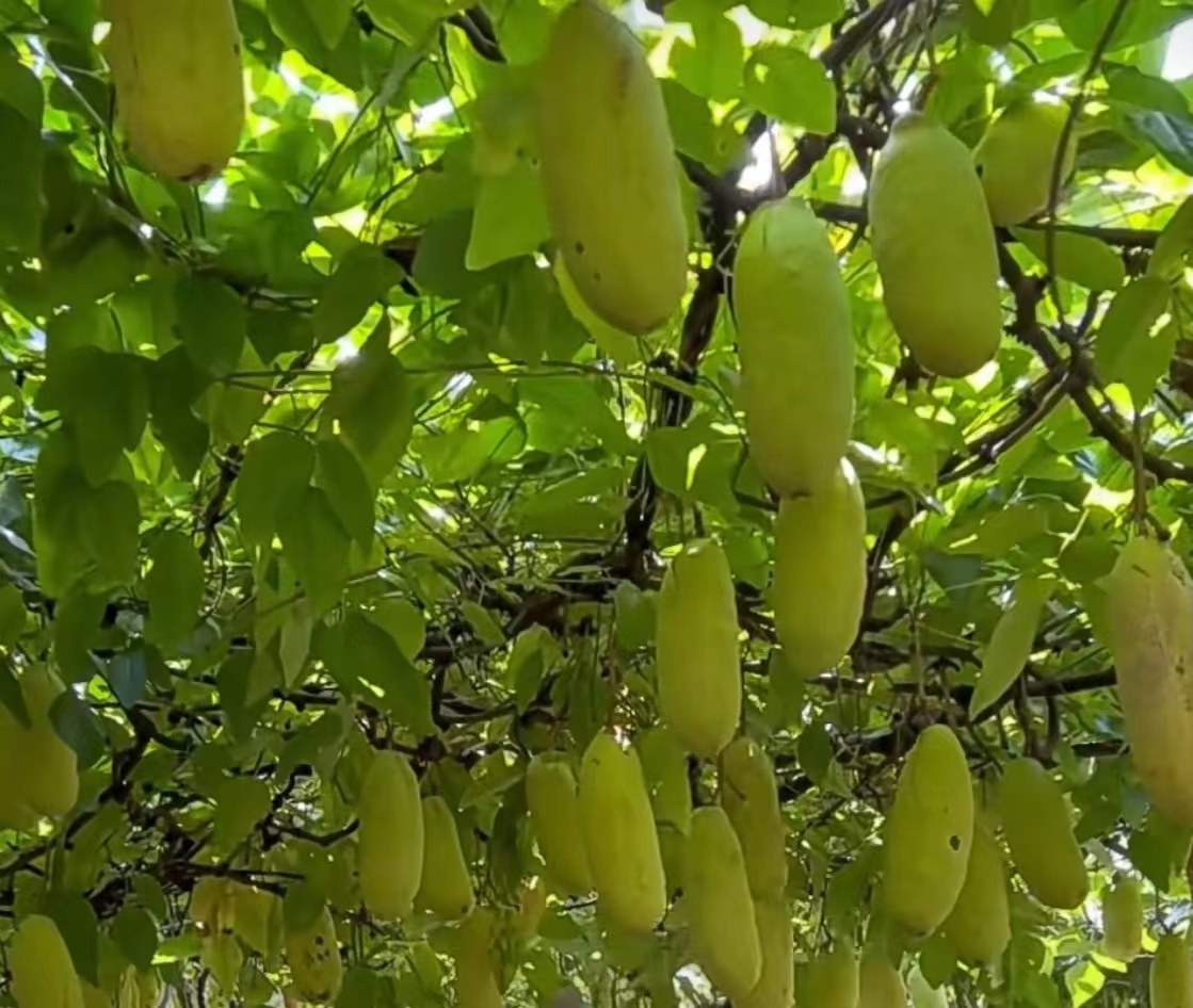 诗五首  （作者 ：刘芳）