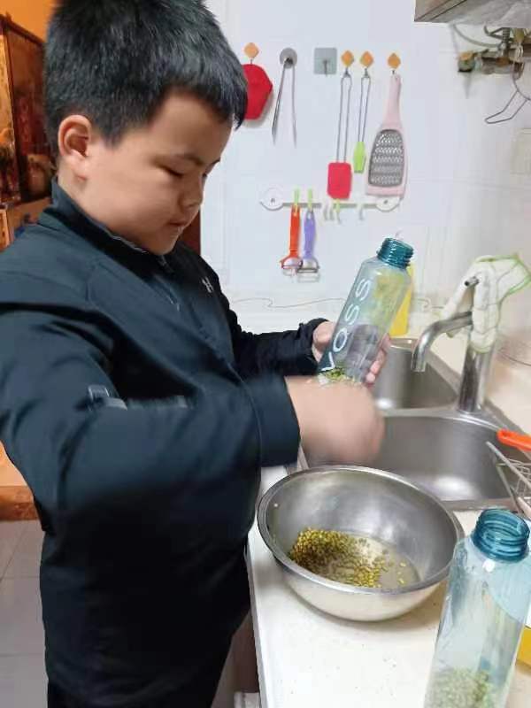 见证豆芽生长（作者：顾一珩 、北京市五一小学四年级（9）班）