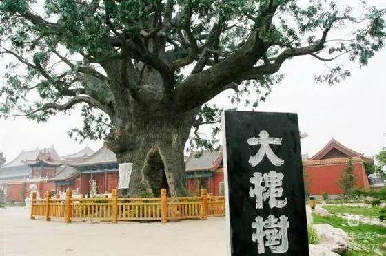 历史空前、举世罕见的山西洪洞大槐树移民真相！（邳州文化网首推）