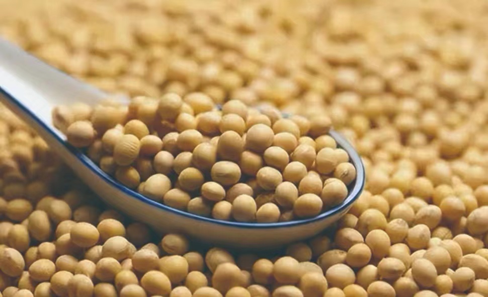 “Mo”非大豆是这样变多的？科学家找到大豆钼肥增产关键基因！：科普中国