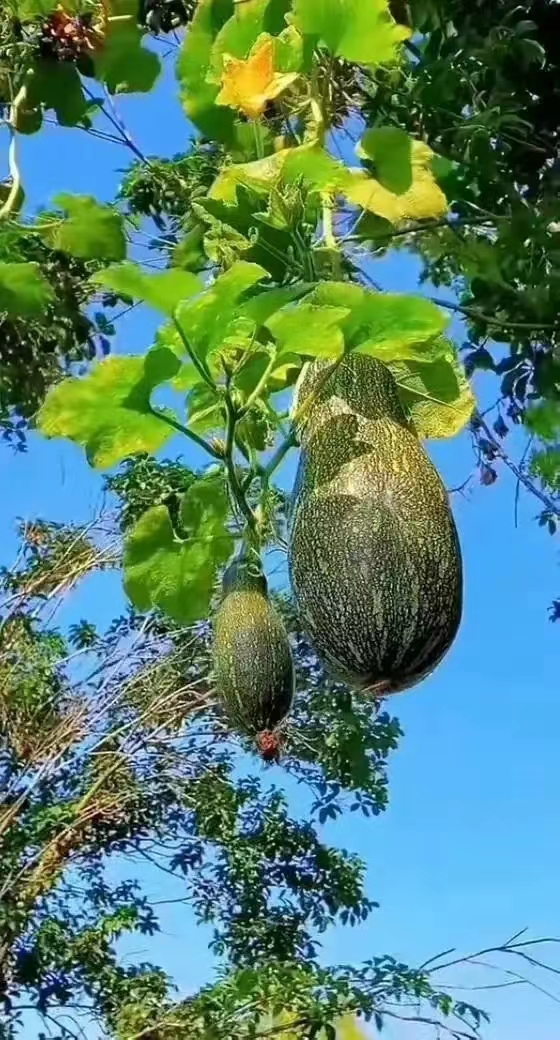 你的善良，总被内心生蛆的人做另一番解析你的善良（作者：曹珍珍）