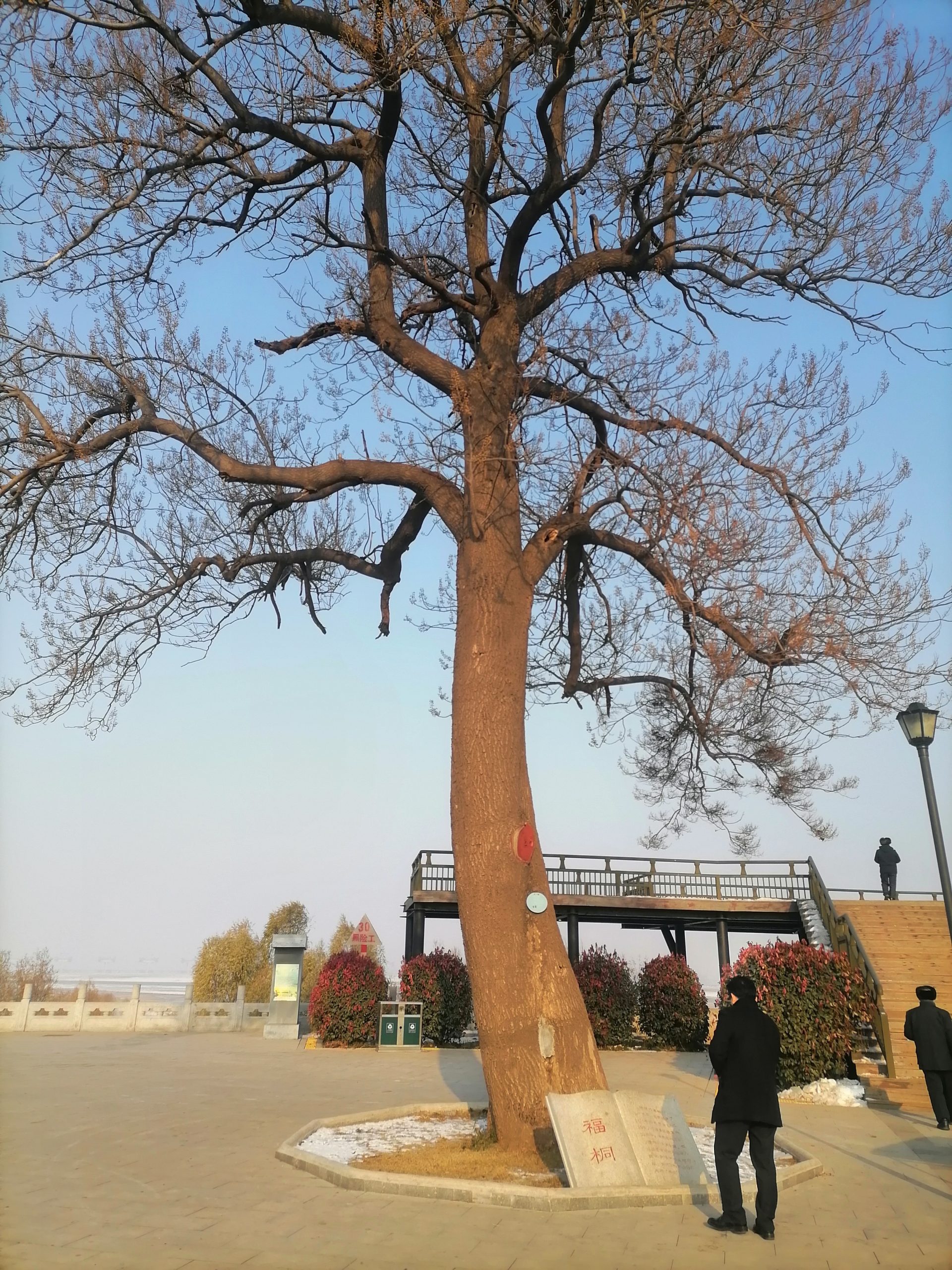 赞黄河黑岗口福桐树 ：文／徐敬军