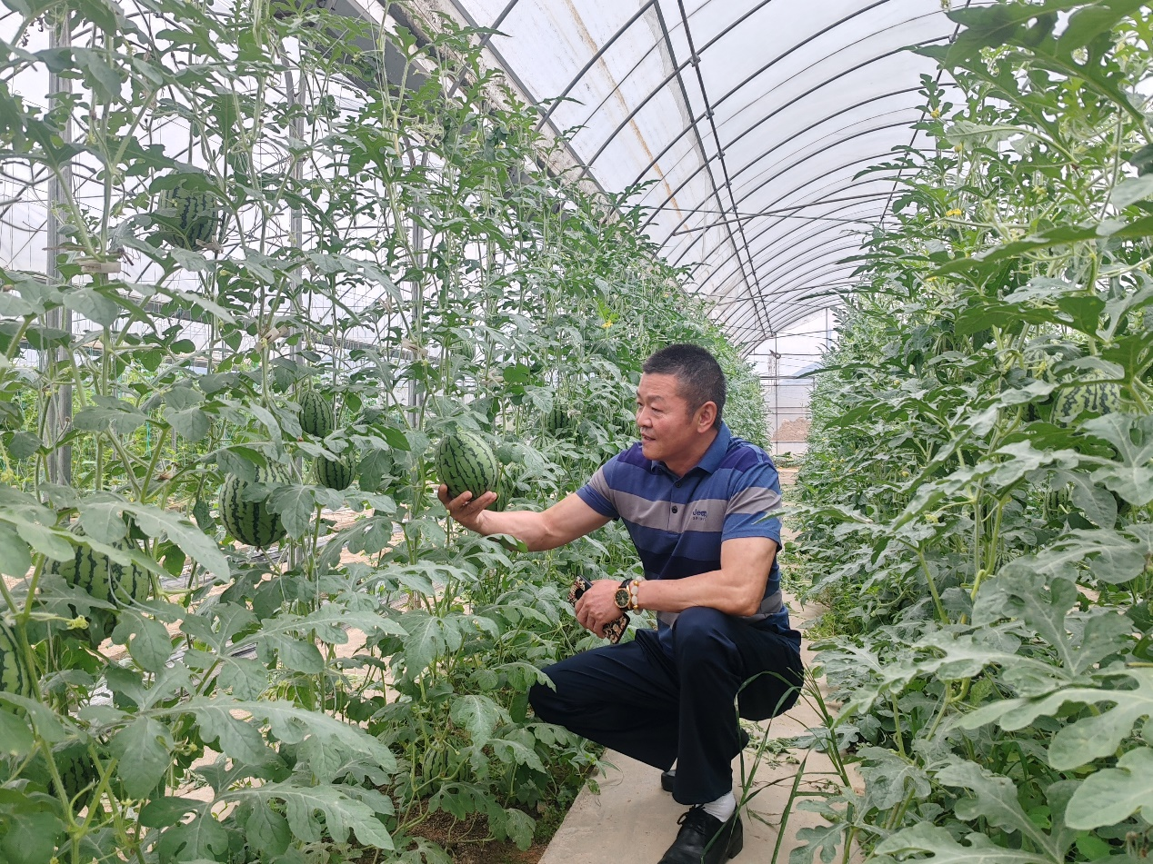 甜蜜来袭！邳州西甜瓜新品种上市！
