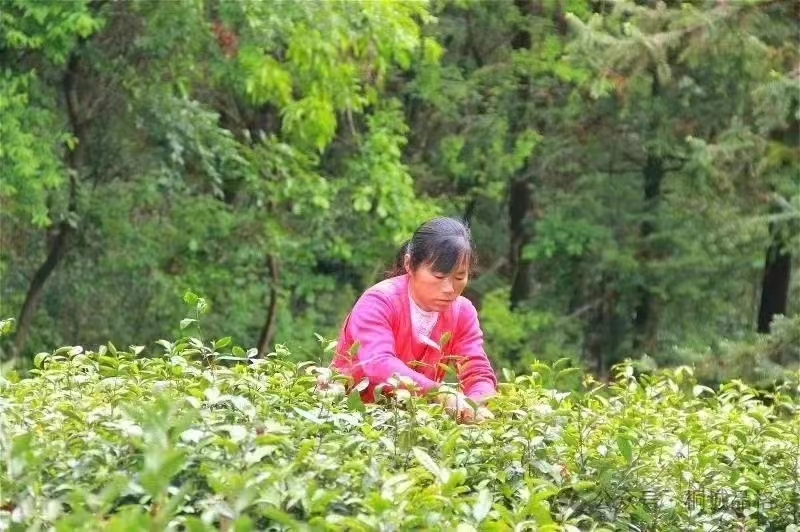 禅茶一味的故事