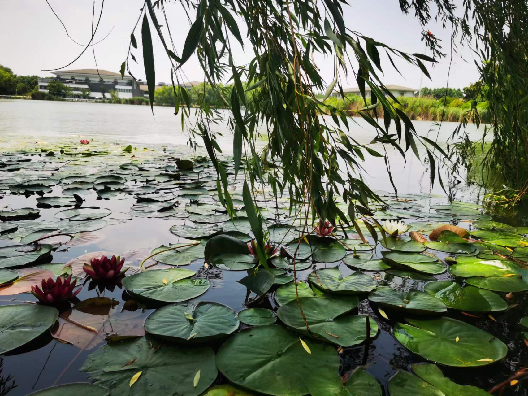 夏日杂咏（九）