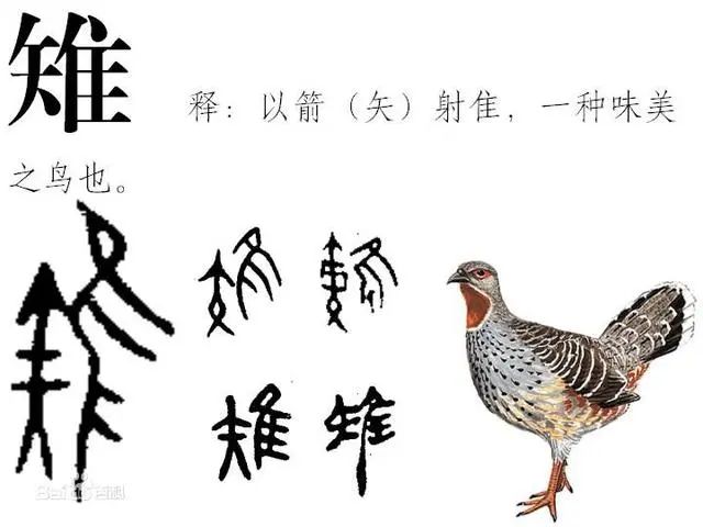 驯鸡的祖先真的出自邳州吗？