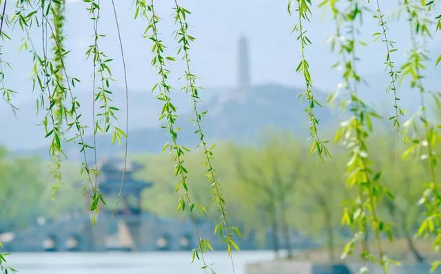 清明节插柳的起因(作者: 路兴录)-邳州文化网