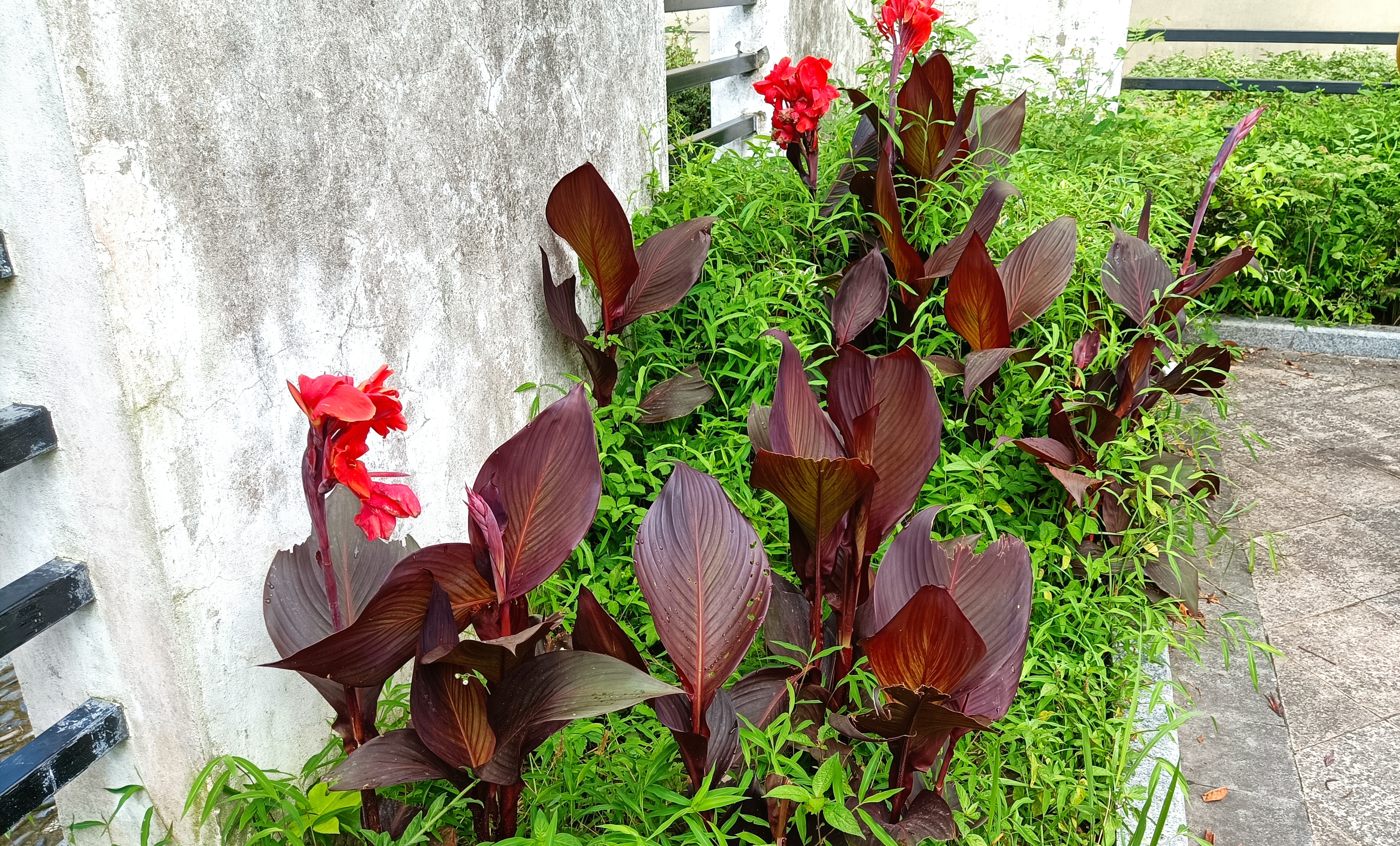 原创文学七绝·浮云已散清风走(作者:邹武)浮云已散清风走, 独拾墙隅