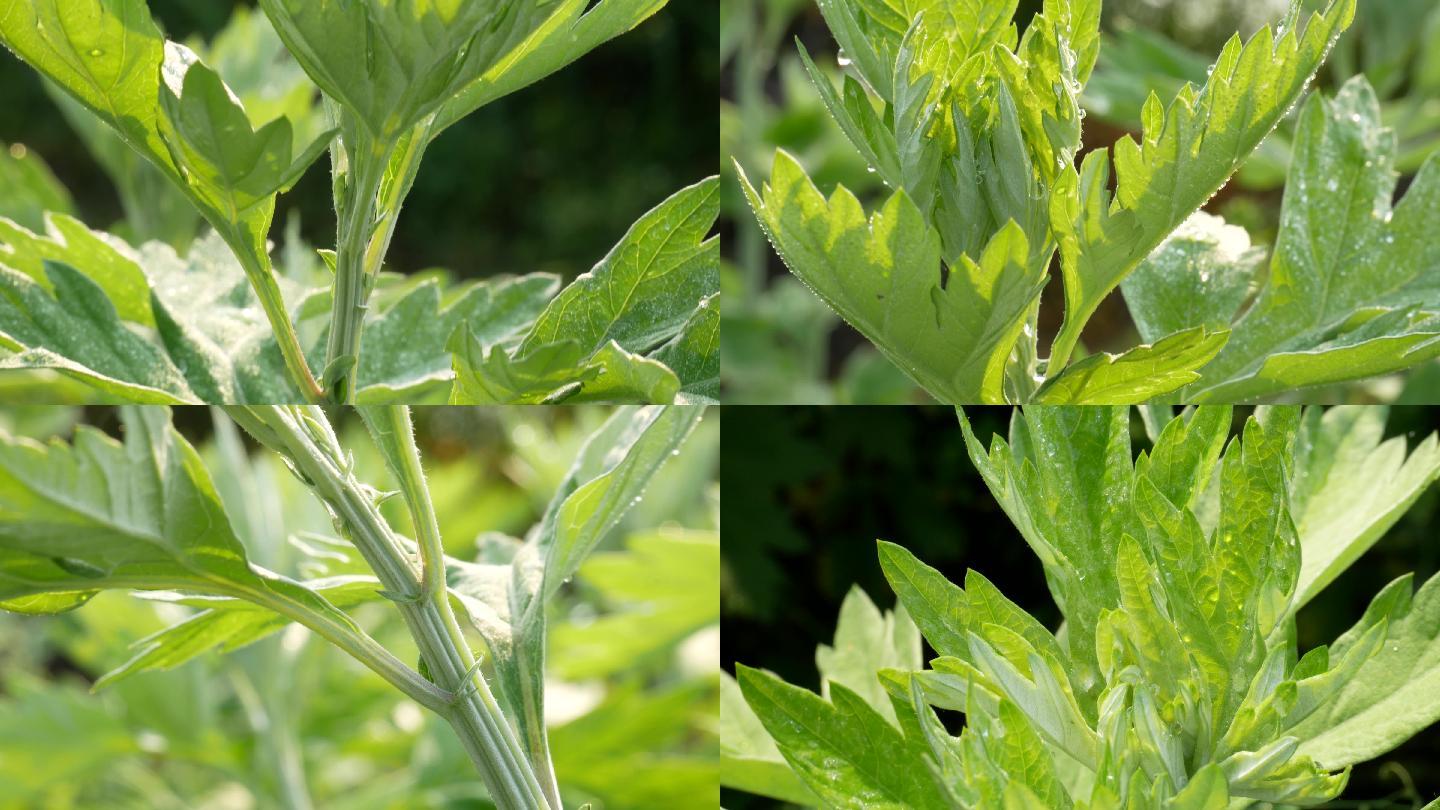 艾香情浓 (作者:黄兴洲)-邳州文化网