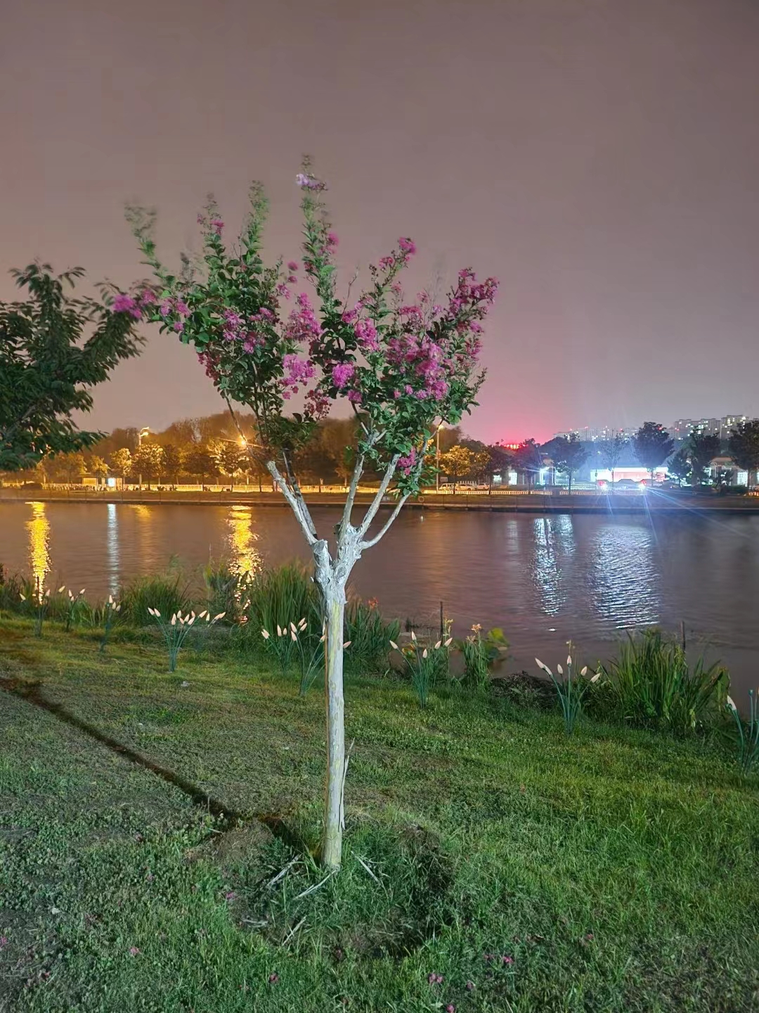 夜游公园所见