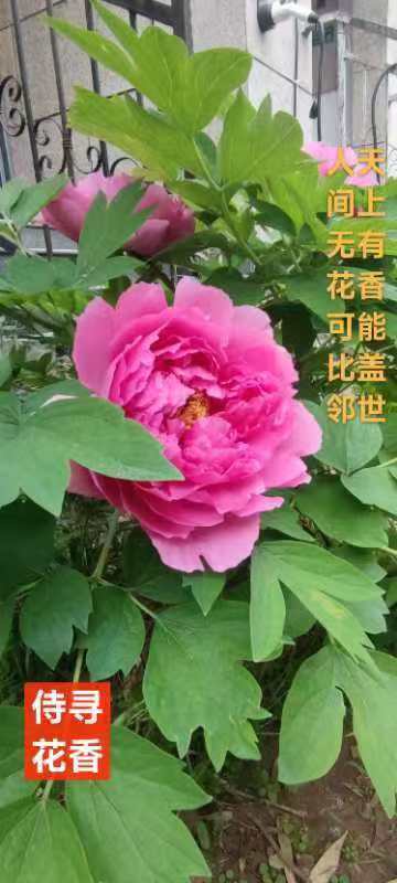 闲趣小诗一组