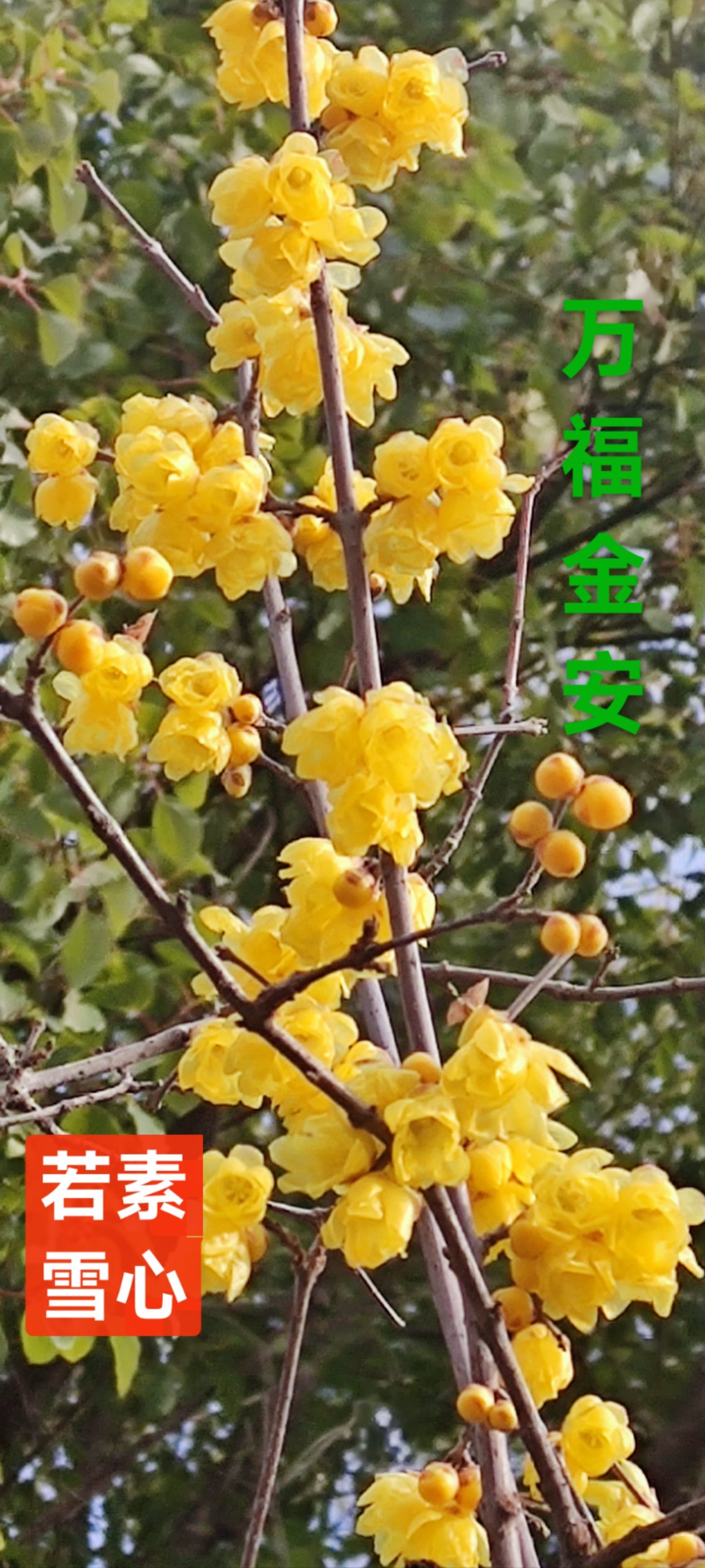 趣味藏头诗一组