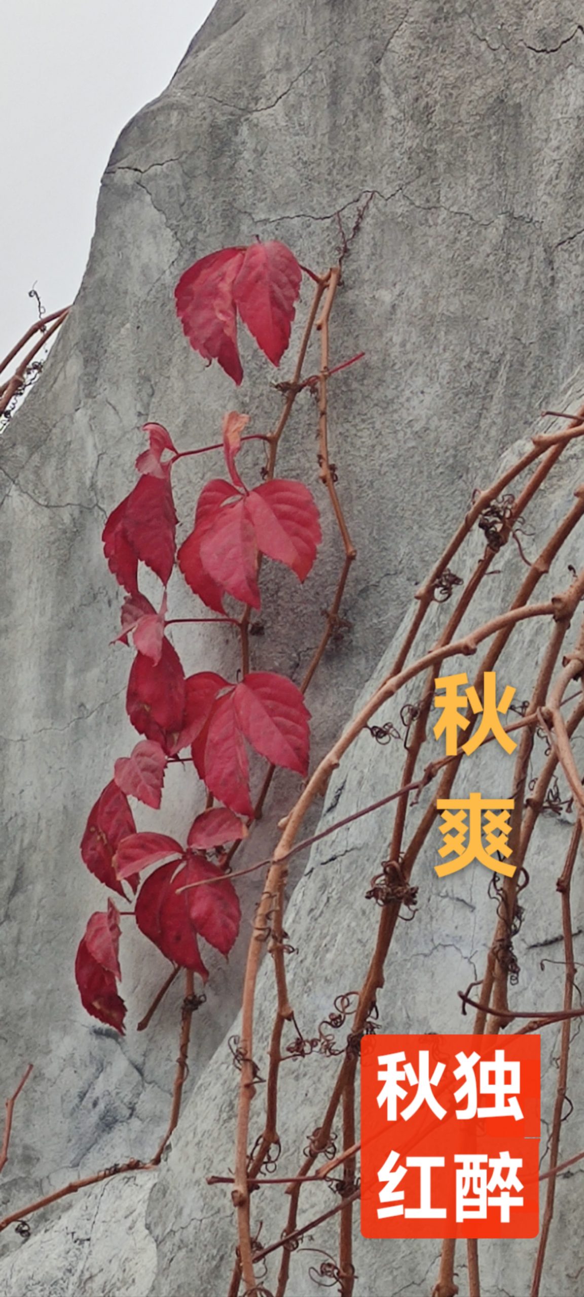 趣味藏头诗一组