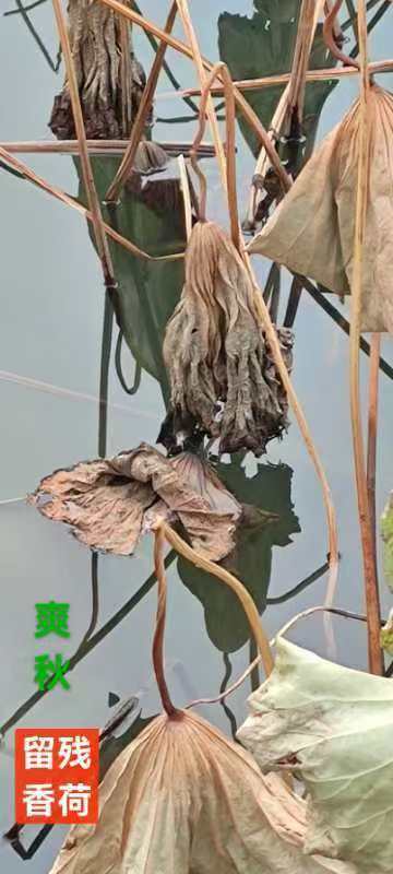趣味藏头诗一组
