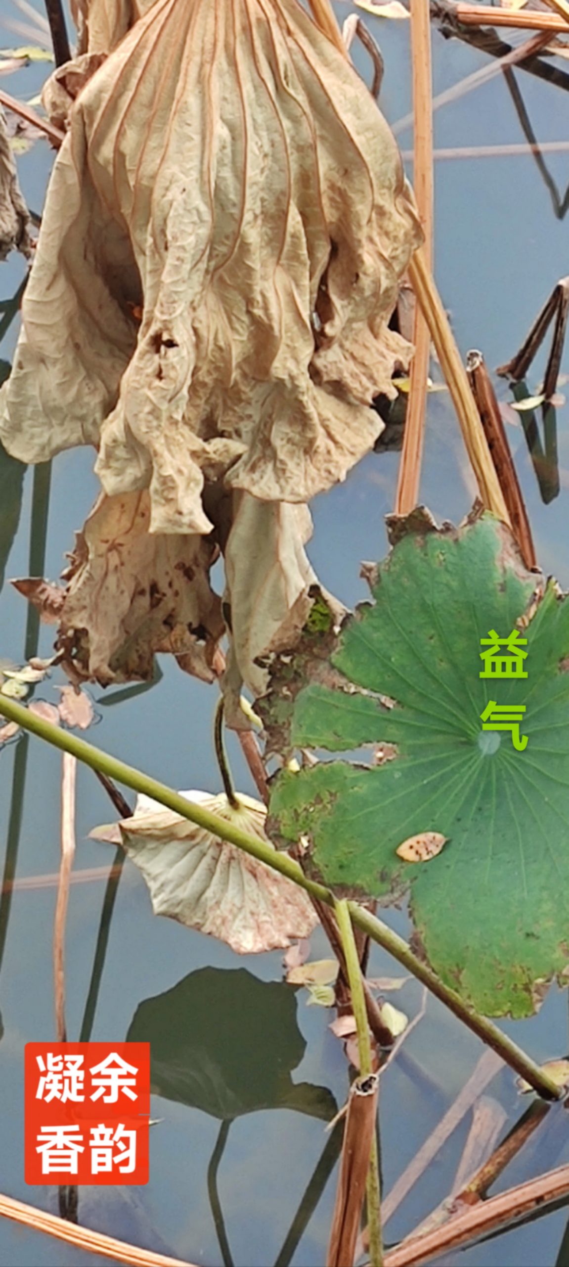 趣味藏头诗一组