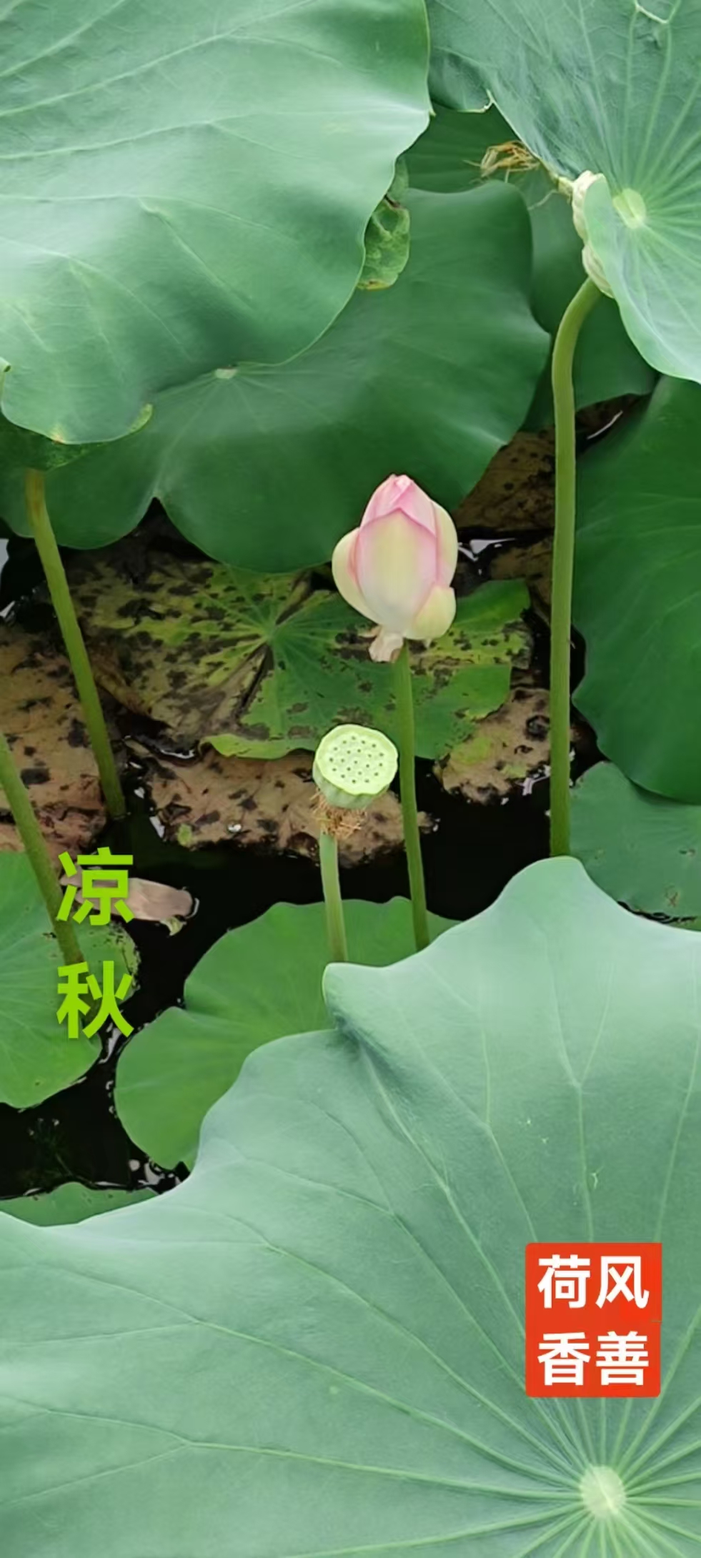 趣味藏头诗一组