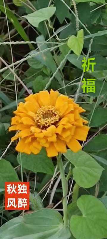 趣味藏头诗一组